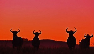 2.  Blue wildebeest in sunset