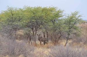 17.  Kudu in bush